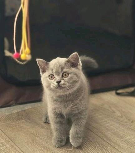 Britse korthaar kittens (grijs) te koop, Dieren en Toebehoren, Poes, Ontwormd