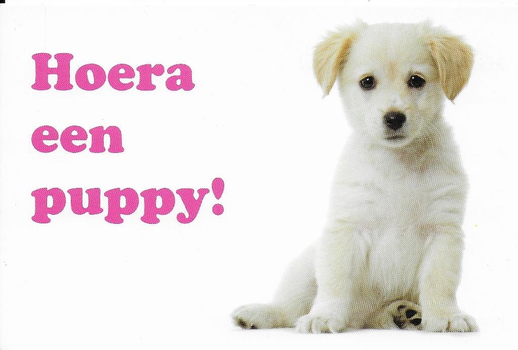 H27 Ongelopen ansichtkaart hoera een puppy, Verzenden, 1980 tot heden, Ongelopen