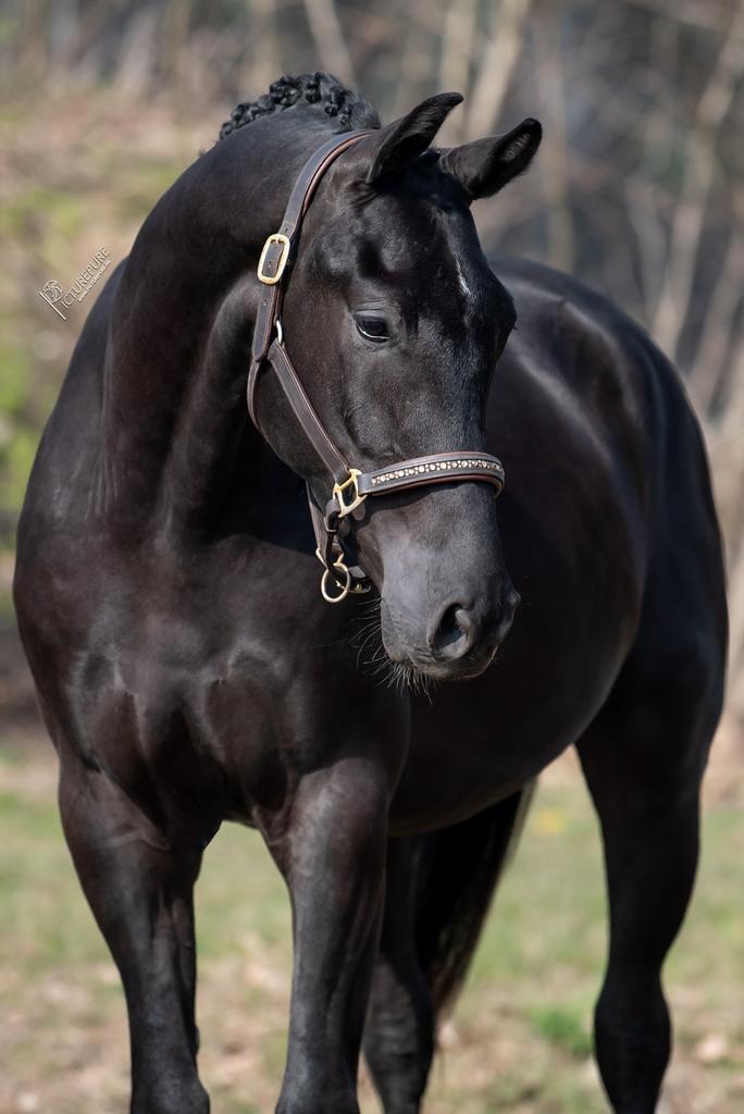 3 jr ruin van kjento x chippendale, Ruin, Dressuurpaard, 3 tot 6 jaar, Onbeleerd