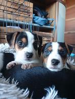 Prachtige Jack Russell pups black and tan en bont, Dieren en Toebehoren, Honden | Niet-rashonden, Parvo, 8 tot 15 weken, Meerdere