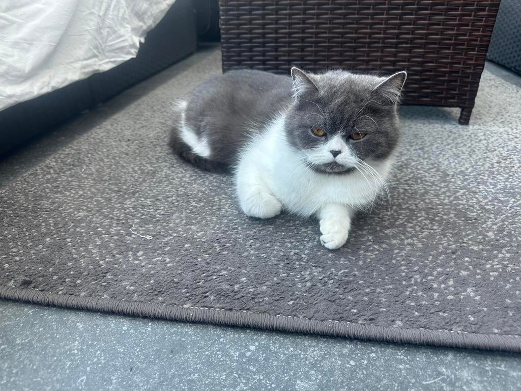 Half British korthaar, Poes