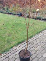 Berkenboom Betula 175 cm, Bloeit niet, Halfschaduw, Minder dan 100 cm, Overige soorten