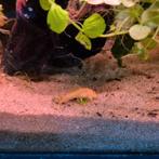 Ancistrus red eye L144 red eye jongen +/- 3cm, Hagedis, 0 tot 2 jaar