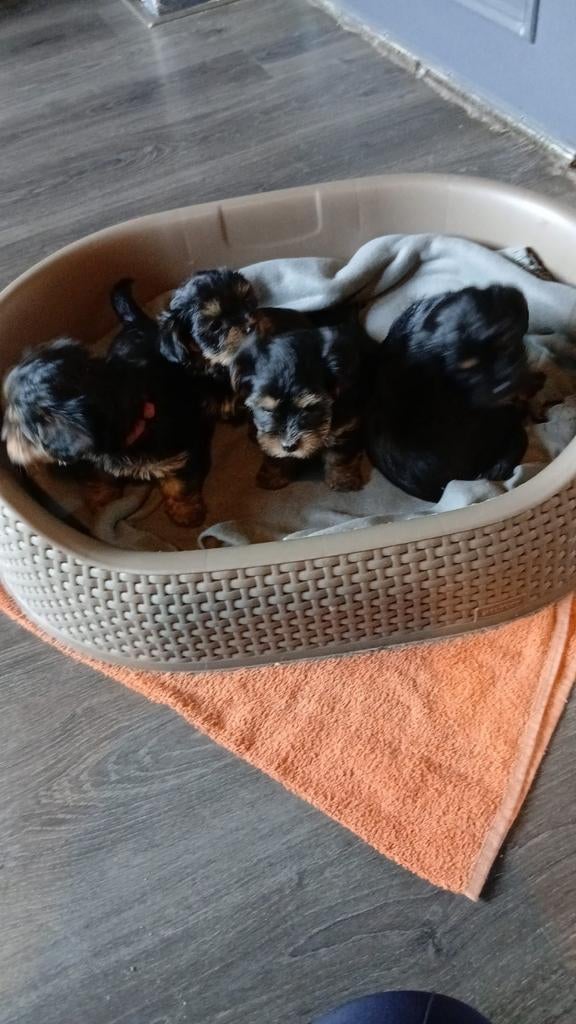 Mooie yorkshire terriër pupps te koop ., Yorkshire Terriër, 8 tot 15 weken, Teef, Meerdere