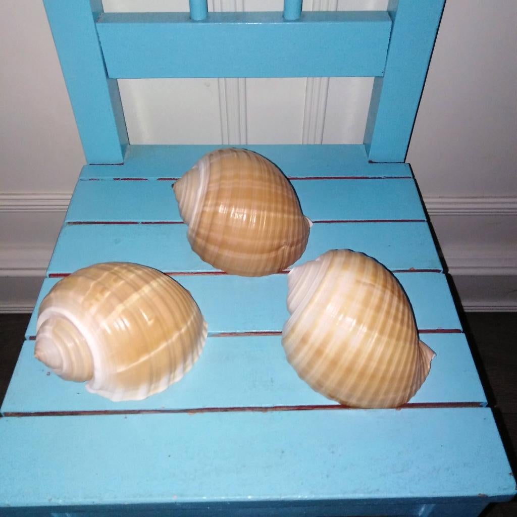 Tonna galea zeeschelpen 3 stuks, Ophalen, Schelp(en)