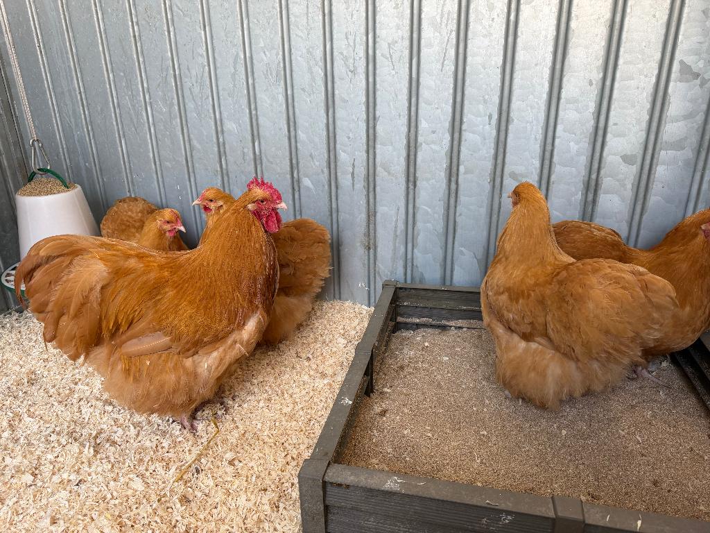 Jonge tamme Orpington kippen gesekst en ingeënt, Vrouwelijk, Kip