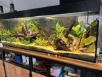 Aquarium, Ophalen of Verzenden, Zo goed als nieuw, Gevuld zoetwateraquarium