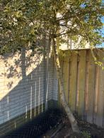 Hulst boom, Bloeit niet, Overige soorten, 250 tot 400 cm, Ophalen