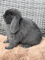 Tamme & lieve & raszuivere Hangoordwerg voedster - Ingeënt, Dieren en Toebehoren, Konijnen, Vrouwelijk, Dwerg, 0 tot 2 jaar