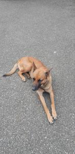 prachtige zeer lieve MECHELSE HERDER, Dieren en Toebehoren, Honden | Herdershonden en Veedrijvers, 6 jaar of ouder, Teef, Eén hond