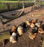 Broedeitjes cochin kriel, Dieren en Toebehoren, Pluimvee, Vrouwelijk, Kip