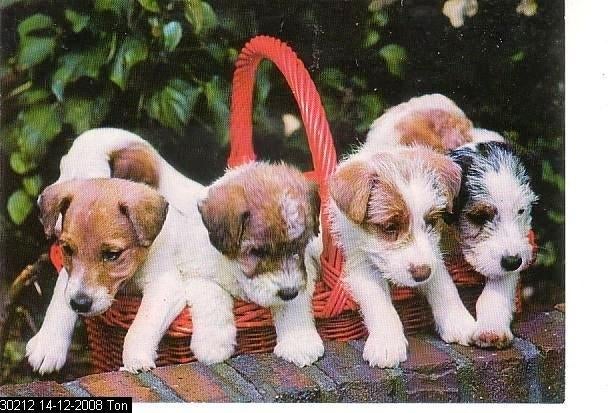 Ansichtkaart	Hond, Verzenden, 1960 tot 1980, Ongelopen, Hond of Kat