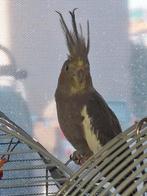 Diverse valkparkieten, mannelijk. 8 maanden oud, Meerdere dieren, Parkiet