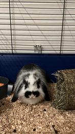 2 tamme konijntjes met toebehoren, Dieren en Toebehoren, Mannelijk, Dwerg, Hangoor, 0 tot 2 jaar