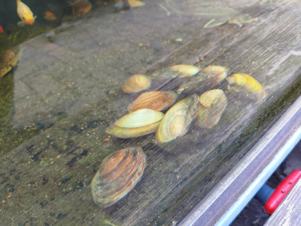 Zoetwater mossel, Overige soorten