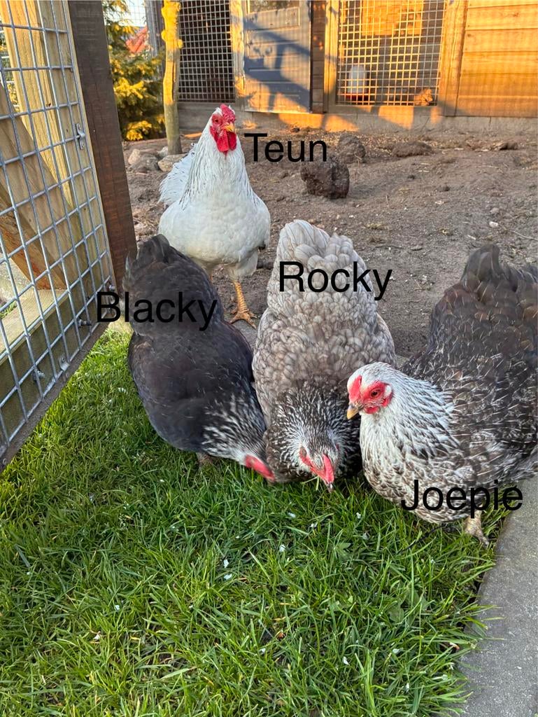 Kippen 3 hennen en 1 aan, Dieren en Toebehoren, Pluimvee, Vrouwelijk, Kip