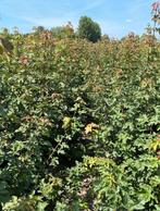 Acer campestre veldesdoorn bosplantsoen, Ophalen of Verzenden