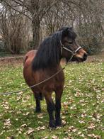 Leuke Welsh x Shetlander te koop!, 3 tot 6 jaar, B pony (1.17m tot 1.27m), Onbeleerd, Merrie