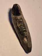 Fossiele tand van dolfijn van strand Nieuwvliet, Ophalen of Verzenden, Fossiel