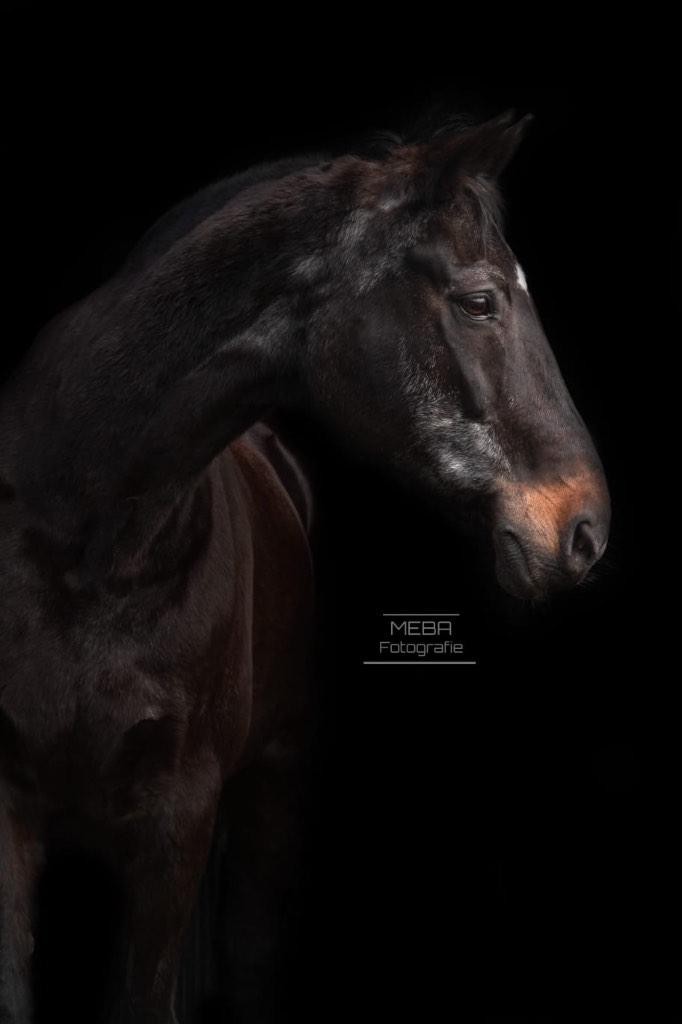 Verzorger gezocht!, Dieren en Toebehoren, Ophalen of Verzenden