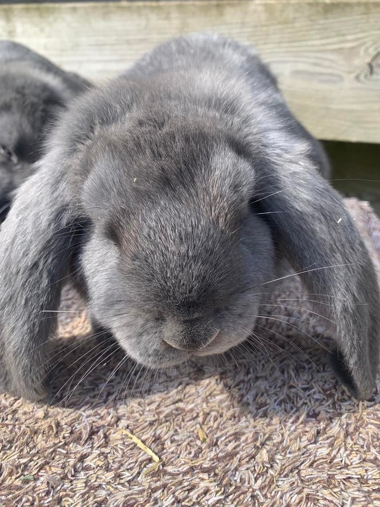 Franse hangoren, Dieren en Toebehoren, Konijnen, Meerdere dieren, Groot