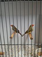 Binsen astrilde, Dieren en Toebehoren, Vogels | Overige Vogels, Meerdere dieren