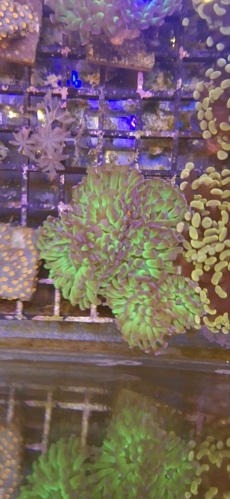 Purpletip hamerkoraal euphyllia zeewateraquarium, Dieren en Toebehoren, Vissen | Aquariumvissen, Overige typen