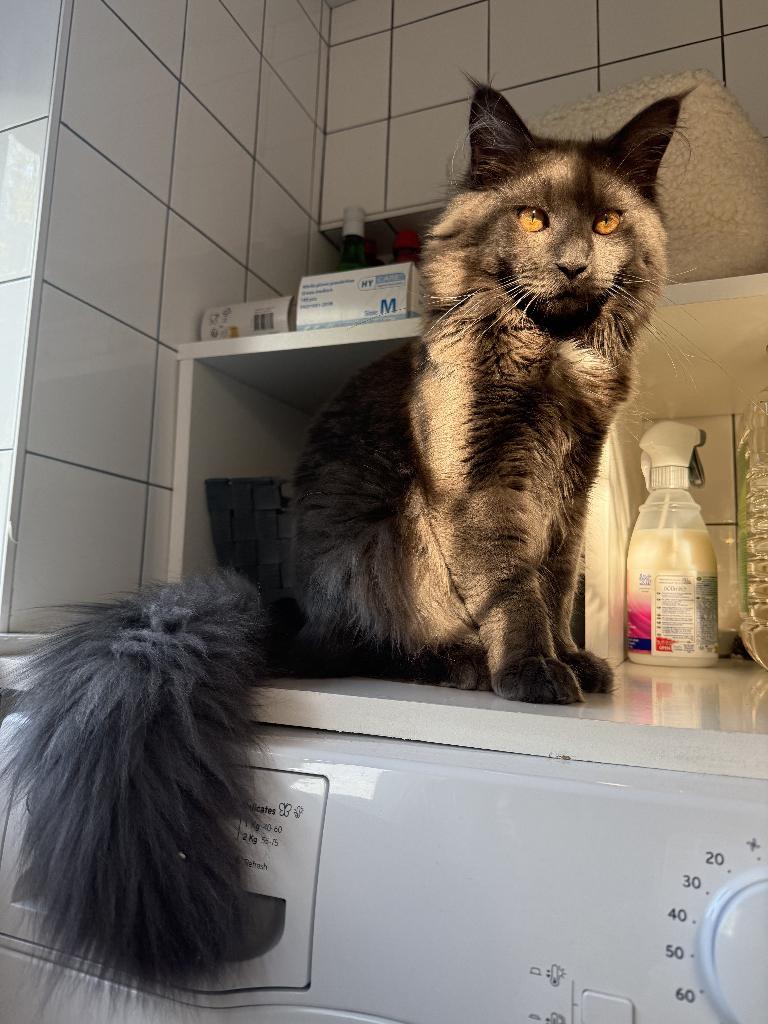 Twee ontzettend lieve Main Coon katers, Kater, Met stamboom, 0 tot 2 jaar