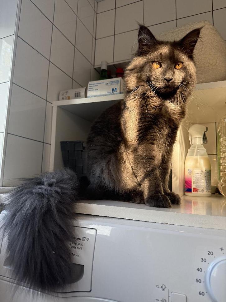 Twee ontzettend lieve Main Coon katers, Dieren en Toebehoren, Katten en Kittens | Raskatten | Langhaar, Kater, 0 tot 2 jaar, Met stamboom