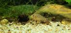 Corydoras Sterbei., Dieren en Toebehoren, Vis