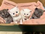 Brits Korthaar, Dieren en Toebehoren, Katten en Kittens | Raskatten | Korthaar, Meerdere dieren, 0 tot 2 jaar