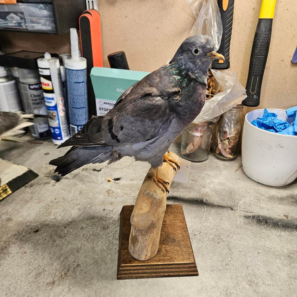 Opgezette Holenduif opgezet taxidermie taxidermy preparaat, Ophalen of Verzenden, Gebruikt, Vogel, Opgezet dier