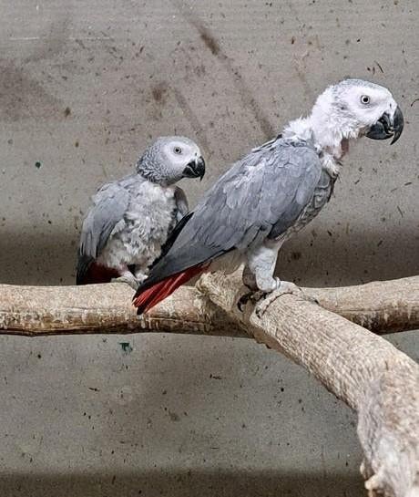 Koppel grijze roodstaarten, Dieren en Toebehoren, Vogels | Parkieten en Papegaaien, Meerdere dieren, Papegaai