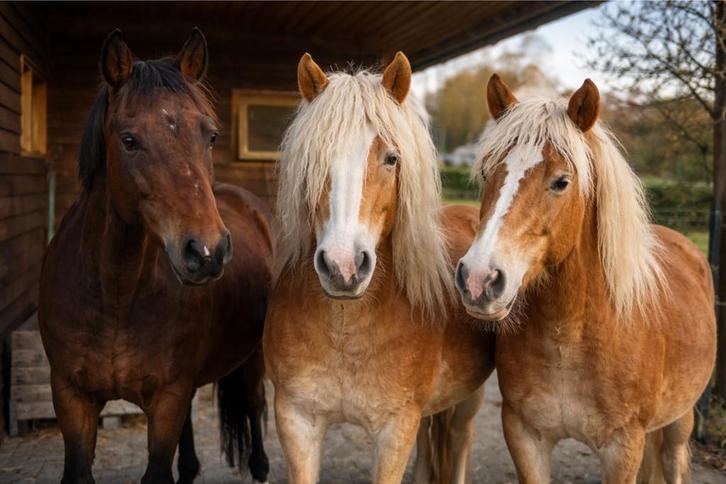 Verzorgpaard Halsteren! Verzorger/ verzorgster gezocht, Dieren en Toebehoren, Paarden en Pony's | Verzorgingsproducten, Ophalen of Verzenden