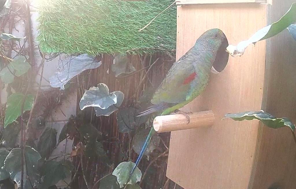 Veelkleuren parkiet pop (Psephotus varius), Vrouwelijk, Parkiet, Geringd