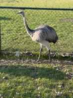 Nandoe van dit jaar, Geslacht onbekend, Overige soorten