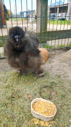 USA Zijdehoen haan, Mannelijk, Kip