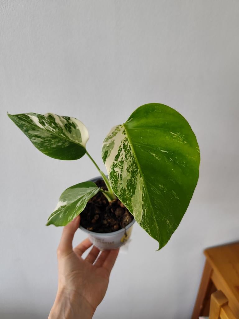 Monstera variegata, Huis en Inrichting, Kamerplanten, Ophalen, Halfschaduw, Minder dan 100 cm