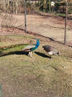 Pauwen te koop, Dieren en Toebehoren, Meerdere dieren, Overige soorten