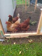 Bescherming voor u vogels, konijnen, kippen, plexiglas!, Ophalen, Kunststof