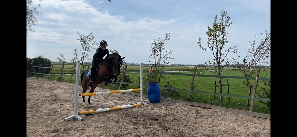 Sjieke C pony merrie welsh stamboek, Merrie, Ingeënt, 7 tot 10 jaar