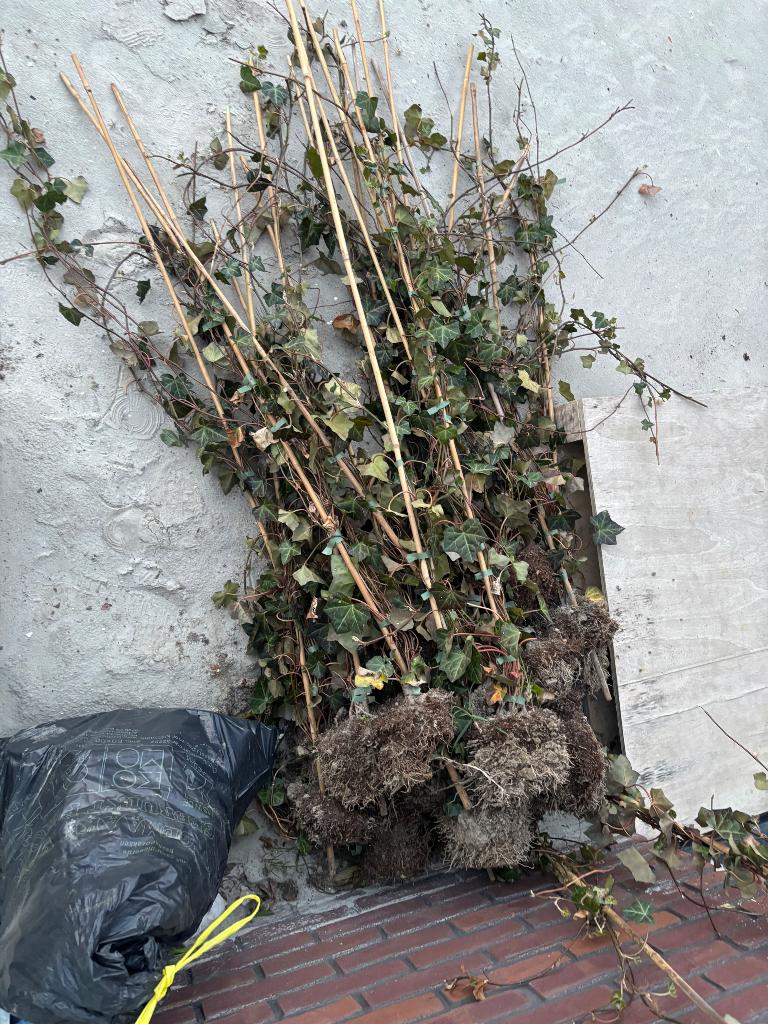 Hedera klimop, Tuin en Terras, Planten | Tuinplanten, Ophalen, Vaste plant, Bloeit niet, Halfschaduw