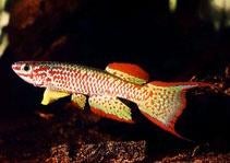 Aphyosemion Gabunense - Killivis - Koidreams Valburg, Vis, Zoetwatervis