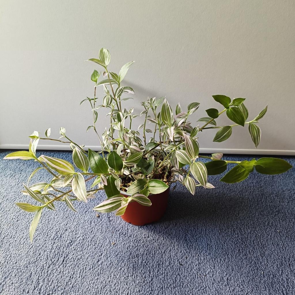 Leuke tradescantia tekoop., Huis en Inrichting, Kamerplanten, Ophalen, Halfschaduw, Minder dan 100 cm
