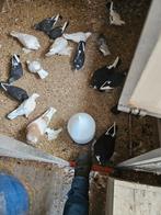 Te koop wam duiven, Meerdere dieren, Overige soorten