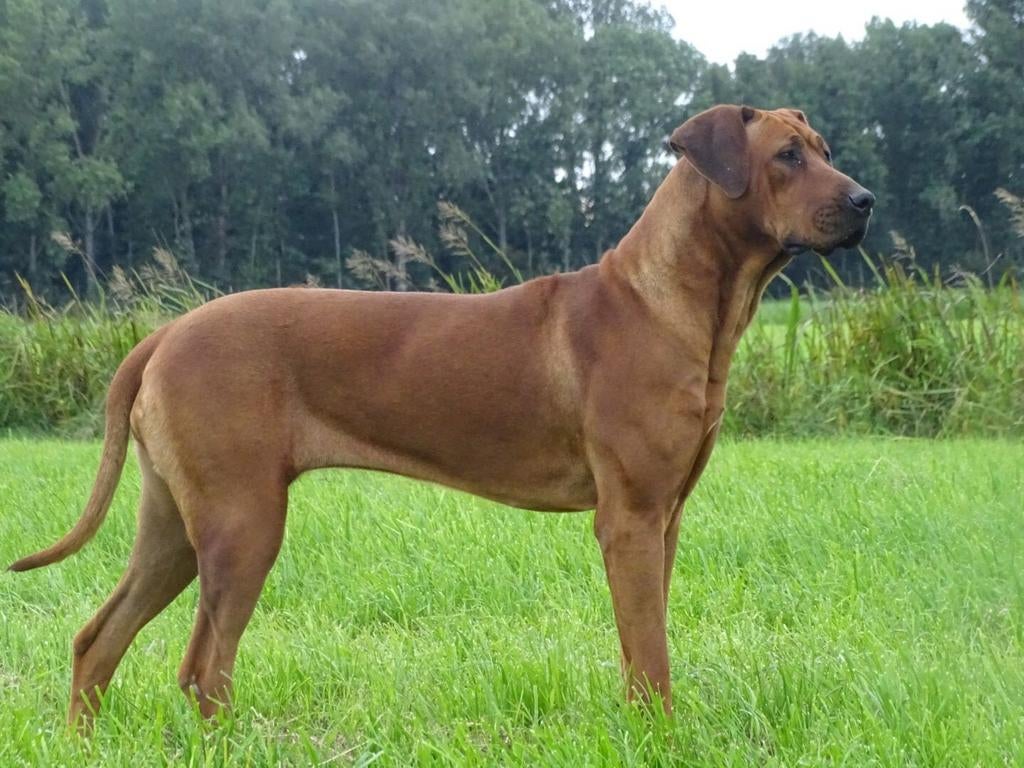Rhodesian Ridgeback teef, Overige rassen, Teef, Eén hond, 3 tot 5 jaar