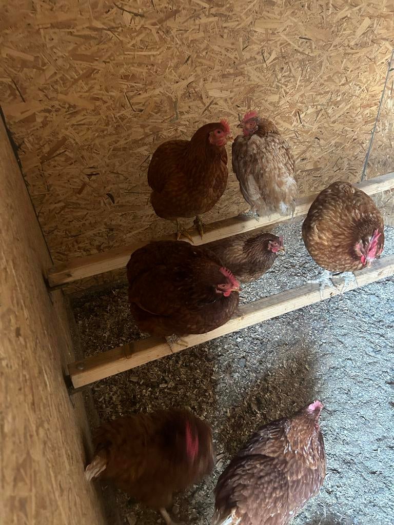 13 Legkippen/hennen, Dieren en Toebehoren, Pluimvee, Vrouwelijk, Kip