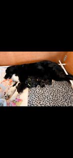 Werpkust grote hond betonplex, Ophalen of Verzenden, Zo goed als nieuw, 110 cm of meer, 65 tot 100 cm