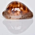 Schelpen: Cypraea venusta episema f. sorrentensis 58,8mm, Ophalen of Verzenden, Schelp(en)