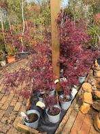 Acer palmatum rood Kleinere Japanse esdoorn, Bloeit niet, Halfschaduw, 100 tot 250 cm, Overige soorten